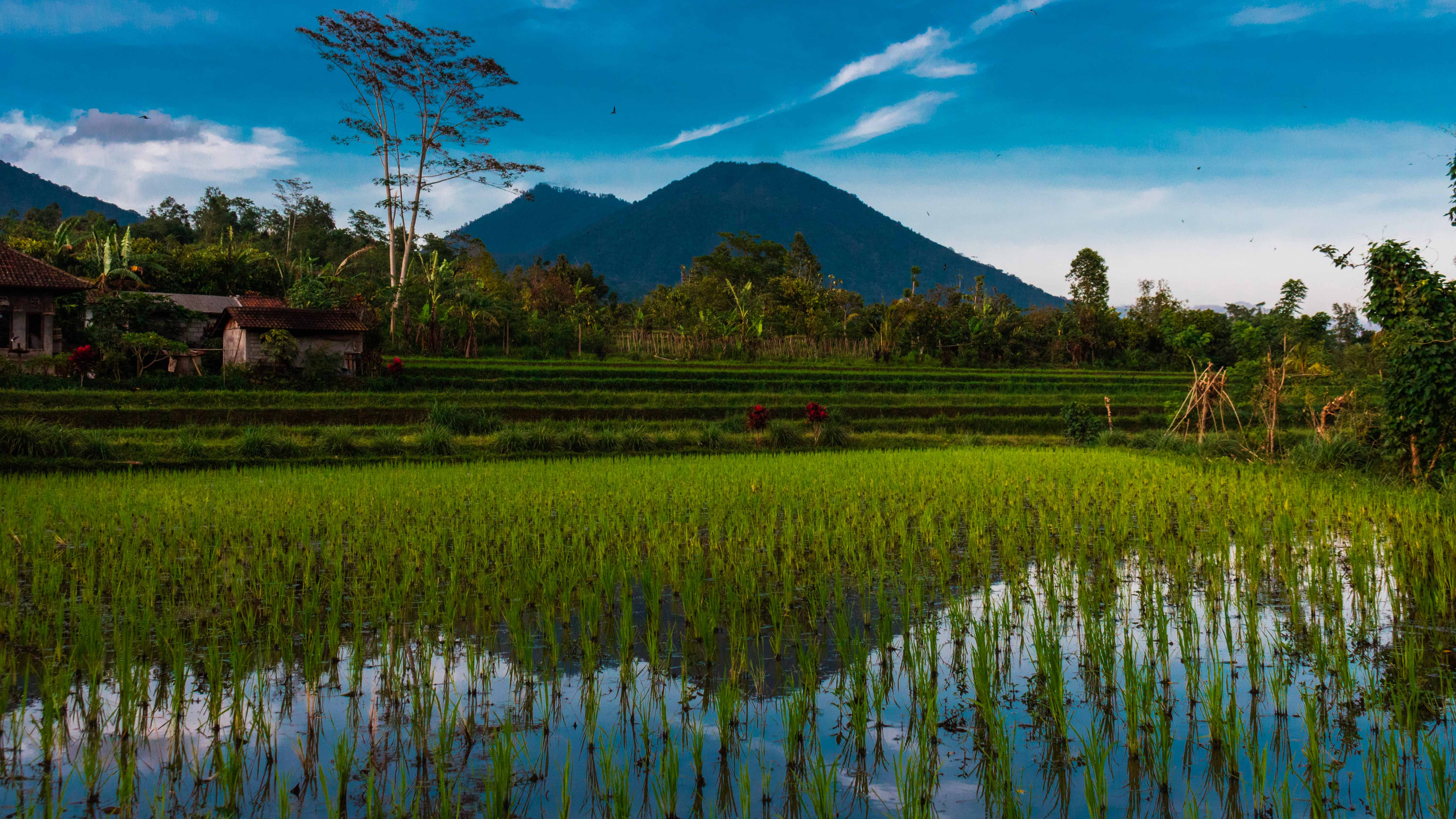 Vietnam’s Rice Export Multiplies to the Philippines