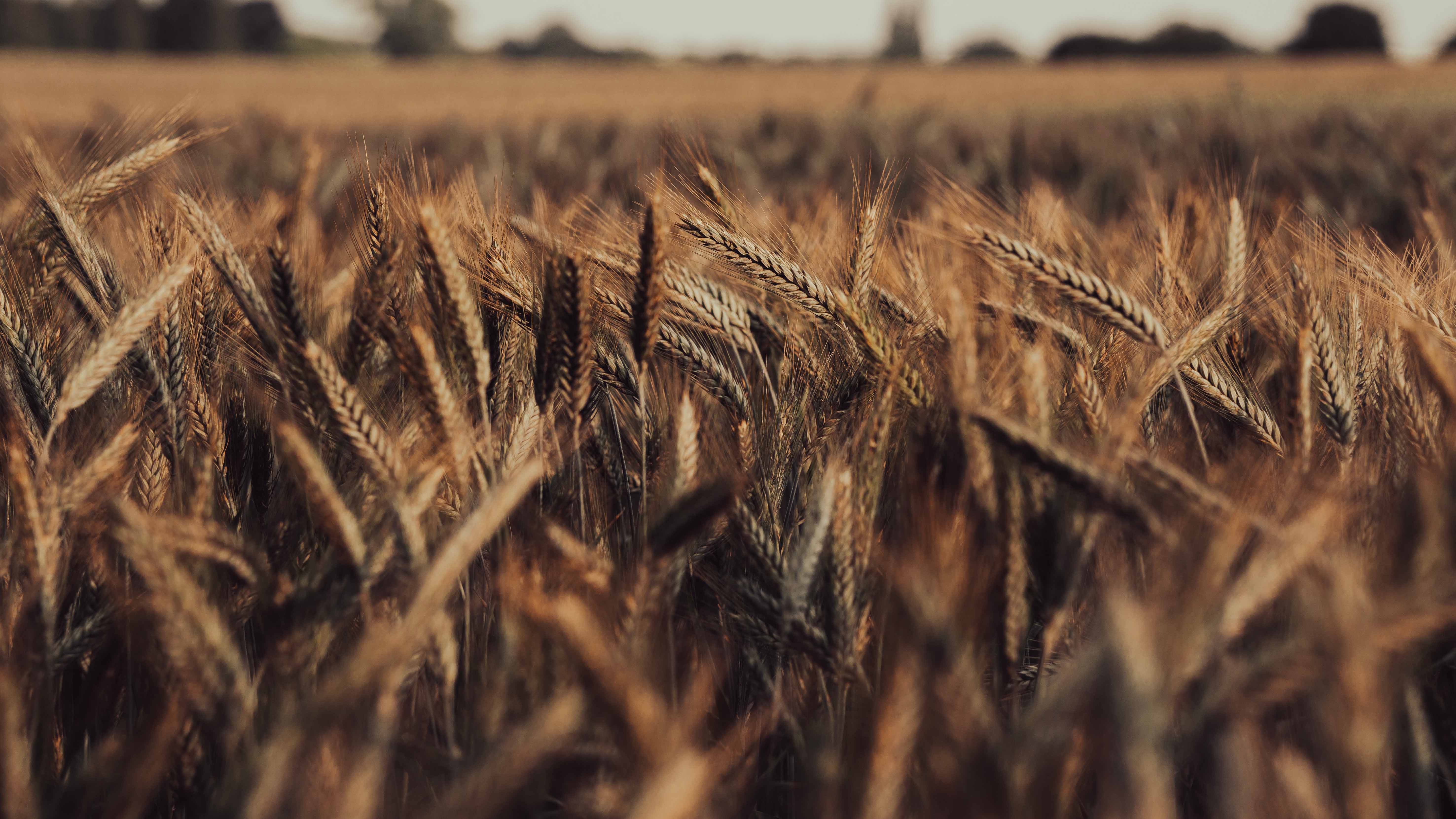 Wheat Prices Are Falling In Russia Due to the Replenished Stocks