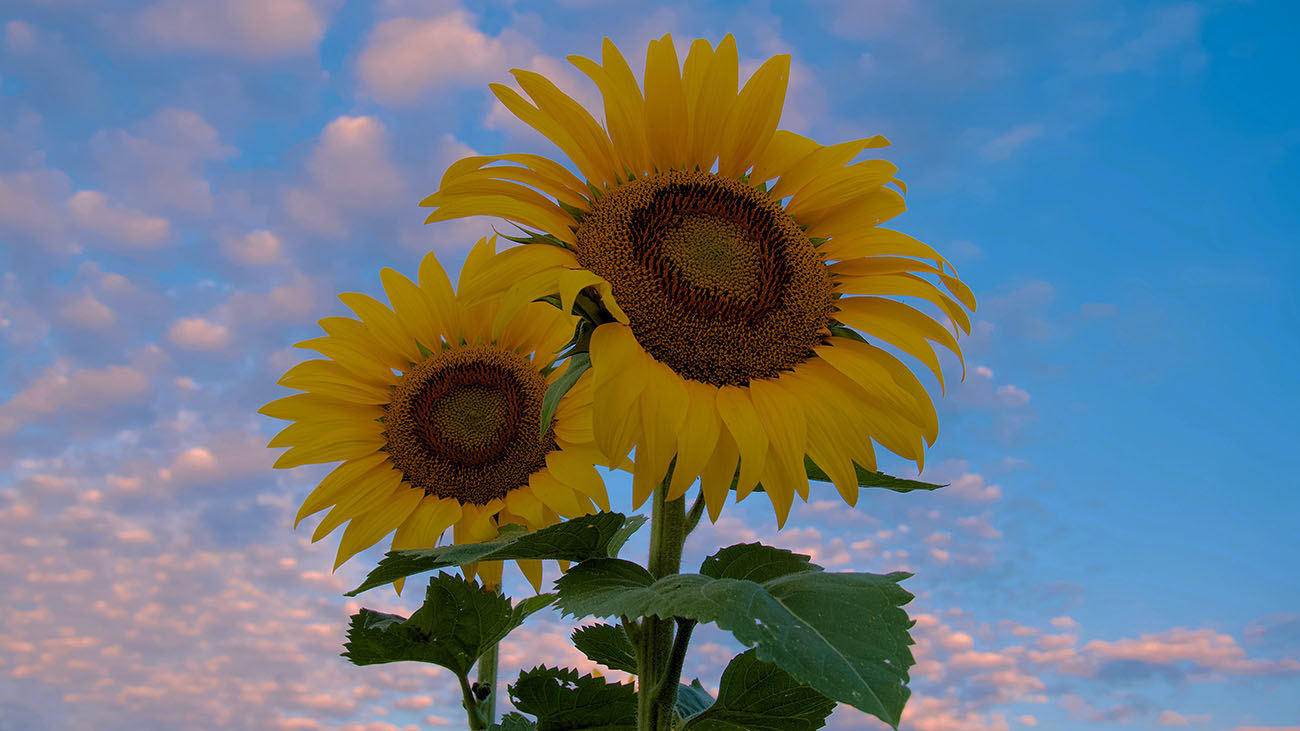 Russia Extends Export Duties on Sunflower Oil, Meal, and Seeds