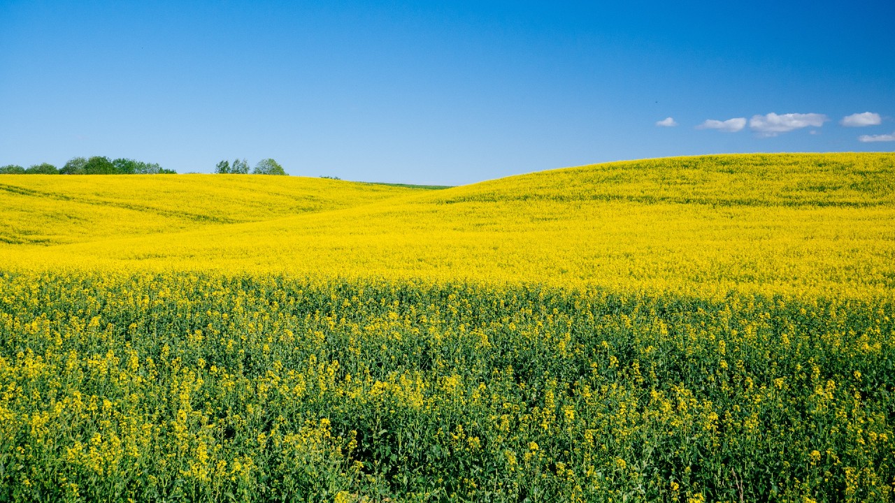 Pakistan Rapeseeds: Canada and Ukraine Face Off