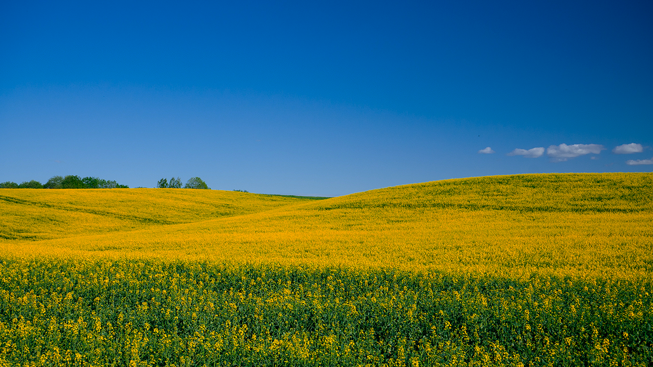 Uruguay Rapeseeds: The UK and France Emerge as Key Markets