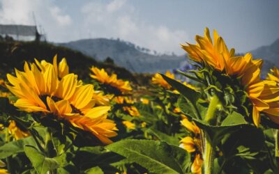 India Buys Tons of Sunflower Oil From Argentina