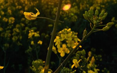 Rapeseeds: Belgium Bonds With Australia Closely