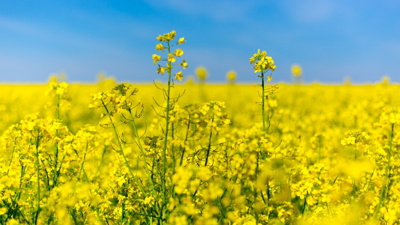 Rapeseed Acreage Reaches 100,000 Ha in Spain