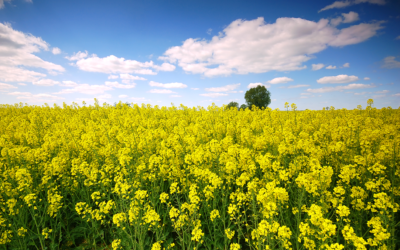 China Tests New “Chips” of Rapeseed