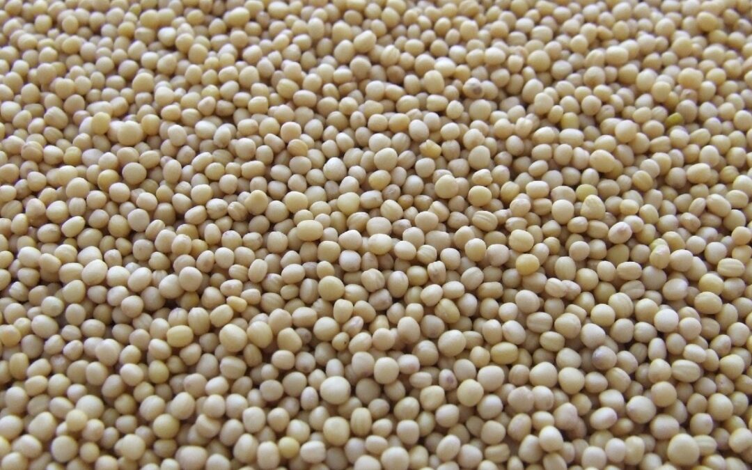 Thailand: Soybean Milk Processors Add Capacity by 20%