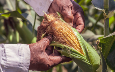 Wheat Imports to Serve as a Substitute for Corn in Ecuador