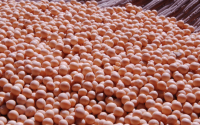 China’s Soybean Import Surge in 2023