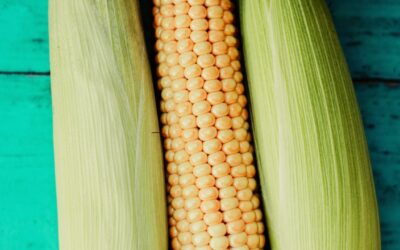 Regional Neighbors Demand More Corn From Zambia   