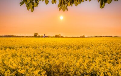 Indian Rapeseed Output to Hit a Record High