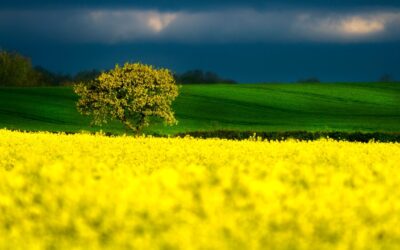 Poland: Record-Breaking Rapeseed Processing