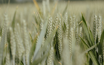 Risk and Opportunity: Navigating the Economic Landscape of Ukraine and India’s Wheat Markets