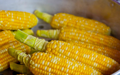 Bolivian Corn Producers Lose $400 Million Annually 