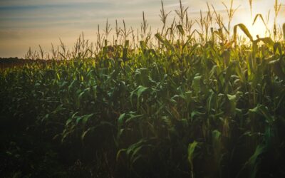 Myanmar Progresses on Chinese Corn Market