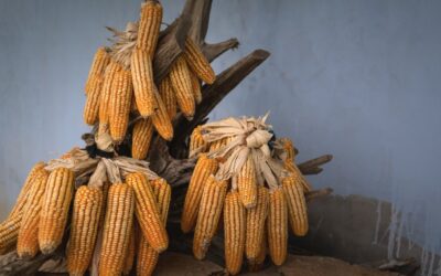 Egypt Corn: The Use of One-Way and Three-Way Cross Hybrids