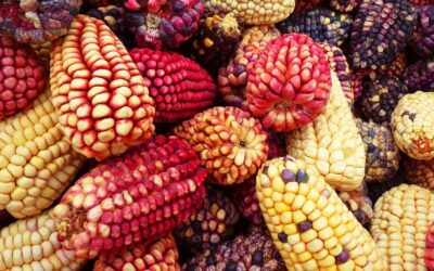 Bangladesh – Corn Import Market Worth $453 Million