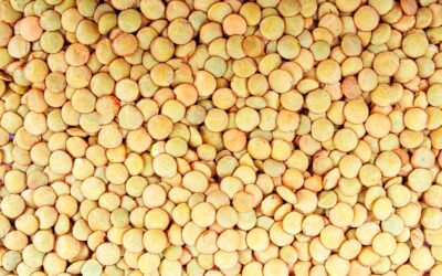 Uruguay Eyes Bangladesh as a New Open Soybean Market