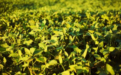 Thailand: Unlimited Imports of Duty-Free Soybeans Till 2025