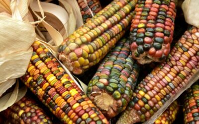 Corn Flows: South Africa – Asia Route Becomes More Lucrative