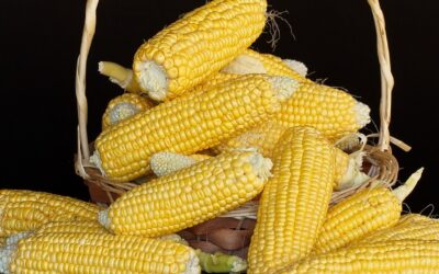 Zambia Can Export 400,000 MT of Corn