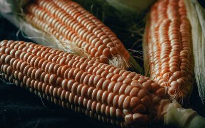 Philippines Corn: A Golden Grain in Trade