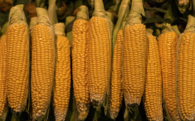 Japan Corn Import: Brazil Wins the Price Game