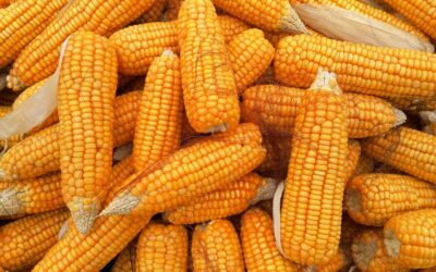 Colombia Corn: APBS Serves as a Price Stabilization Tool