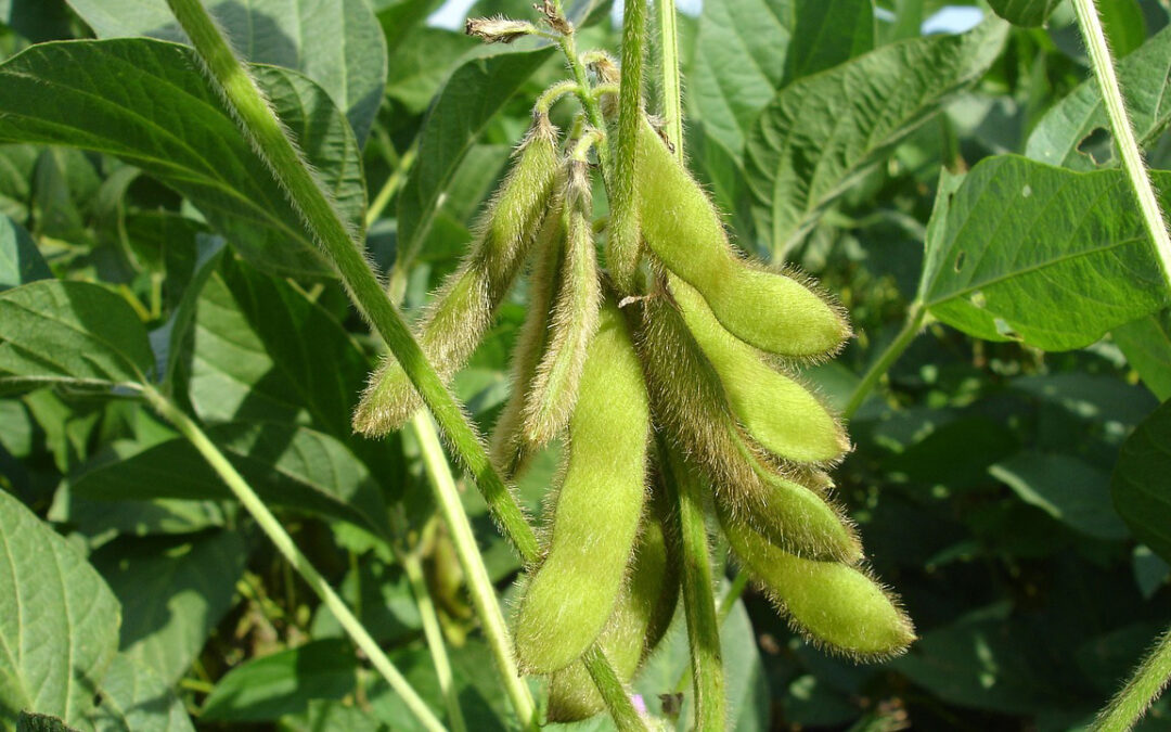 Soybean: Indonesia and the US Are Closely Tied