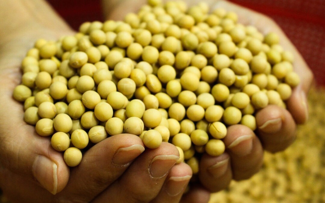 Saudi Arabia Imports Soybeans Worth $430 Million