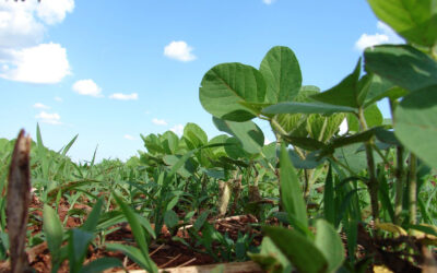 Switzerland Emerges as a 2nd Largest Soybean Supplier of Israel