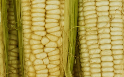 Spain Emerges as a Key Importer of Bulgarian Corn