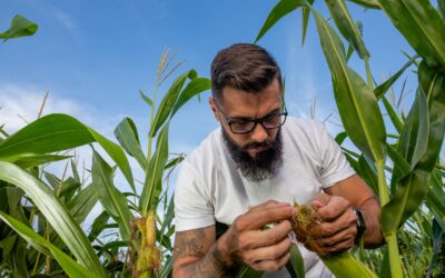 Venezuela Corn: ALADI Gives Tariff Exemption to LATAM Players