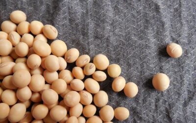 Japan Sources Most of Its Soybean Meals from Latin America  