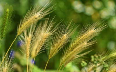 Ukraine’s Barley Trade: Turkey on the Top