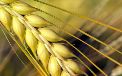 Kuwait Barley Imports: Russia Gains a Market Share