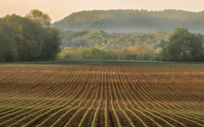 Israel: Soybean Imports Heads to $300 Million