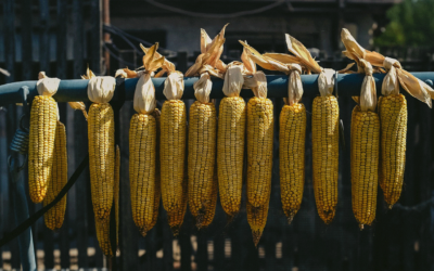 Kenya Shifts to European Corn Suppliers