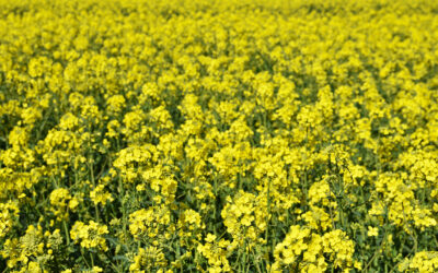 China Reduces Rapeseed Imports