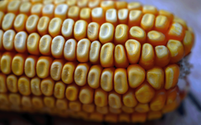 Thailand Corn: Unlimited Quota Ends, Price Volatility Emerges