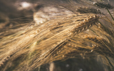 Bulgaria’s Barley Boom: Spain Wins a Gold