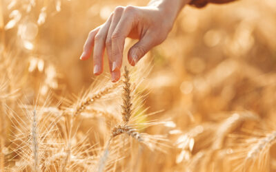 The UK Ships Barley to Algeria