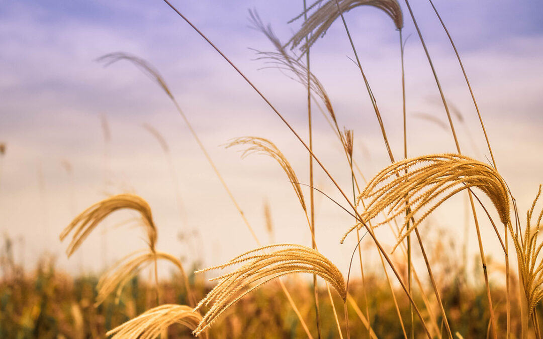 Cameroon: Growing Beer Industry Drives Malt Barley Import