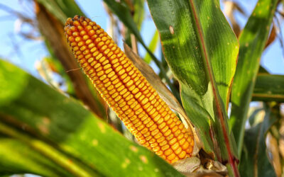 Brazil: Corn Prices Stumble Amid High Domestic Offer