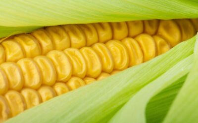 Vietnam Corn Imports: Brazil Pushes India  