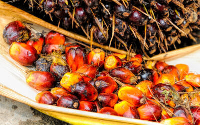 The United Arab Emirates Prefer Refined Palm Oil and Olein