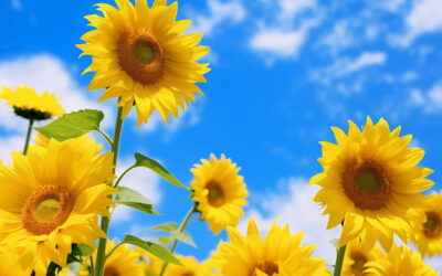 Sunflower Seeds Are the 3rd Most Exported Product in Moldova