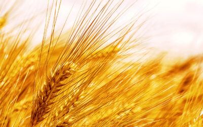 Spain: German Feed Barley Is Much Needed