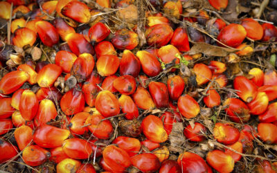 Bangladesh’s Palm Oil Imports Show a Dramatic Growth