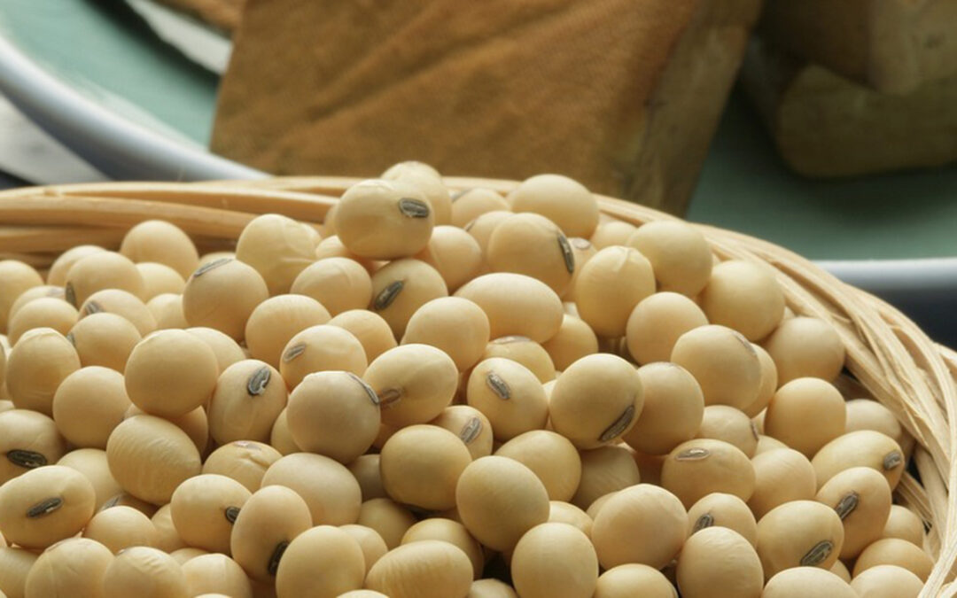 South Africa Buys Soybeans via Long-Haul Routes