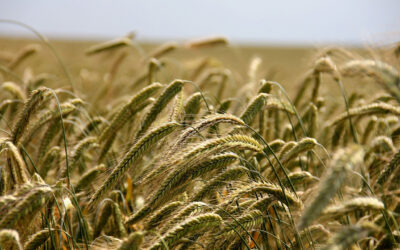 The UAE Emerges as a 2nd Biggest Wheat Supplier of Bahrain